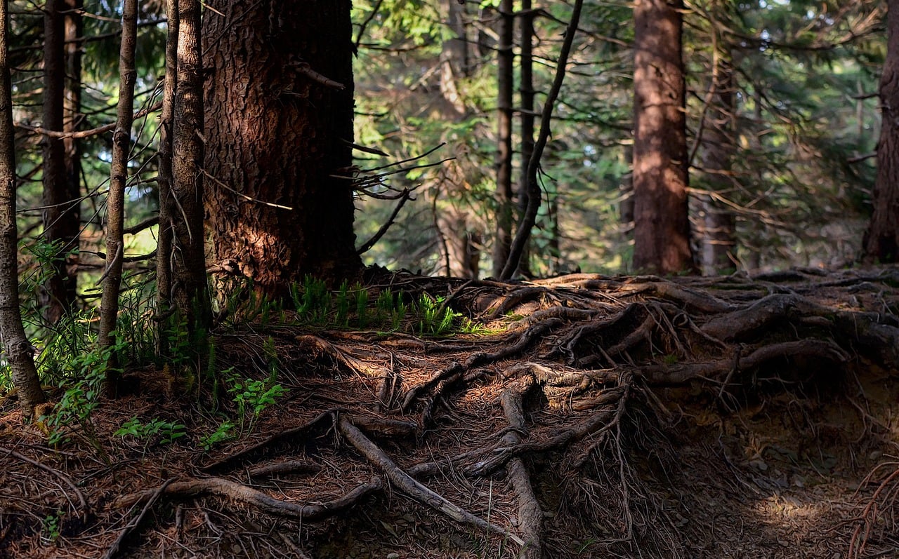 Exposed tree roots spreading across a forest floor in low sunlight