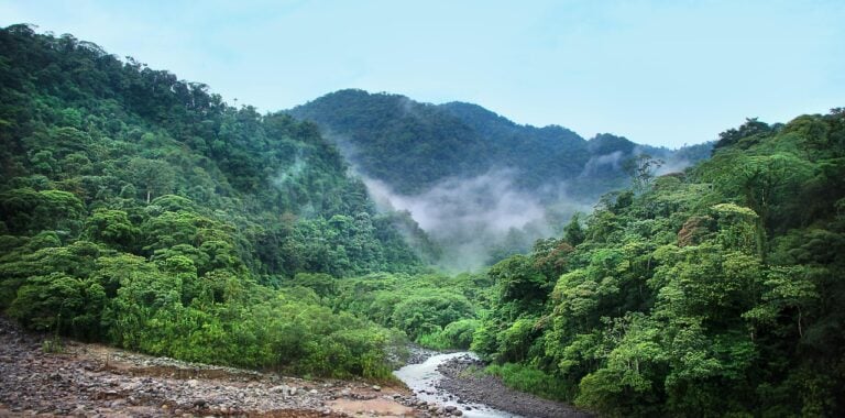 Dense tropical forest on hillsides with mist and a river in the valley