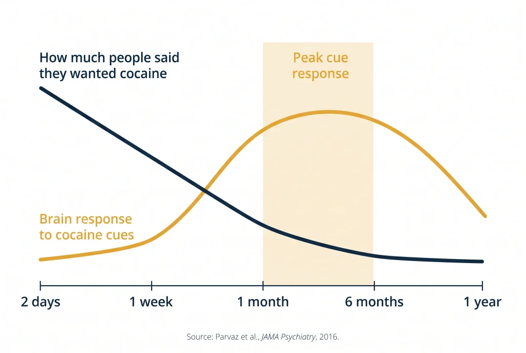 Infographic: brain response to cocaine cues peaks at 1 to 6 months while felt craving keeps falling